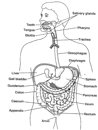 607_alimentary canal.png